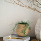 Golden Raindrop Incense Holder - Plain