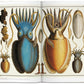 Cabinet of natural curiosities